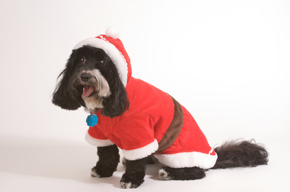 Doggie-santa-suit