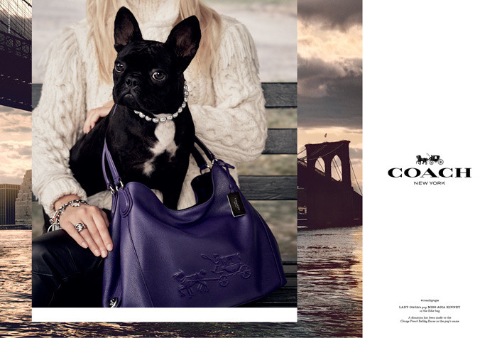 Lady Gaga’s Dog Miss Asia Kinney for Coach Pups Campaign